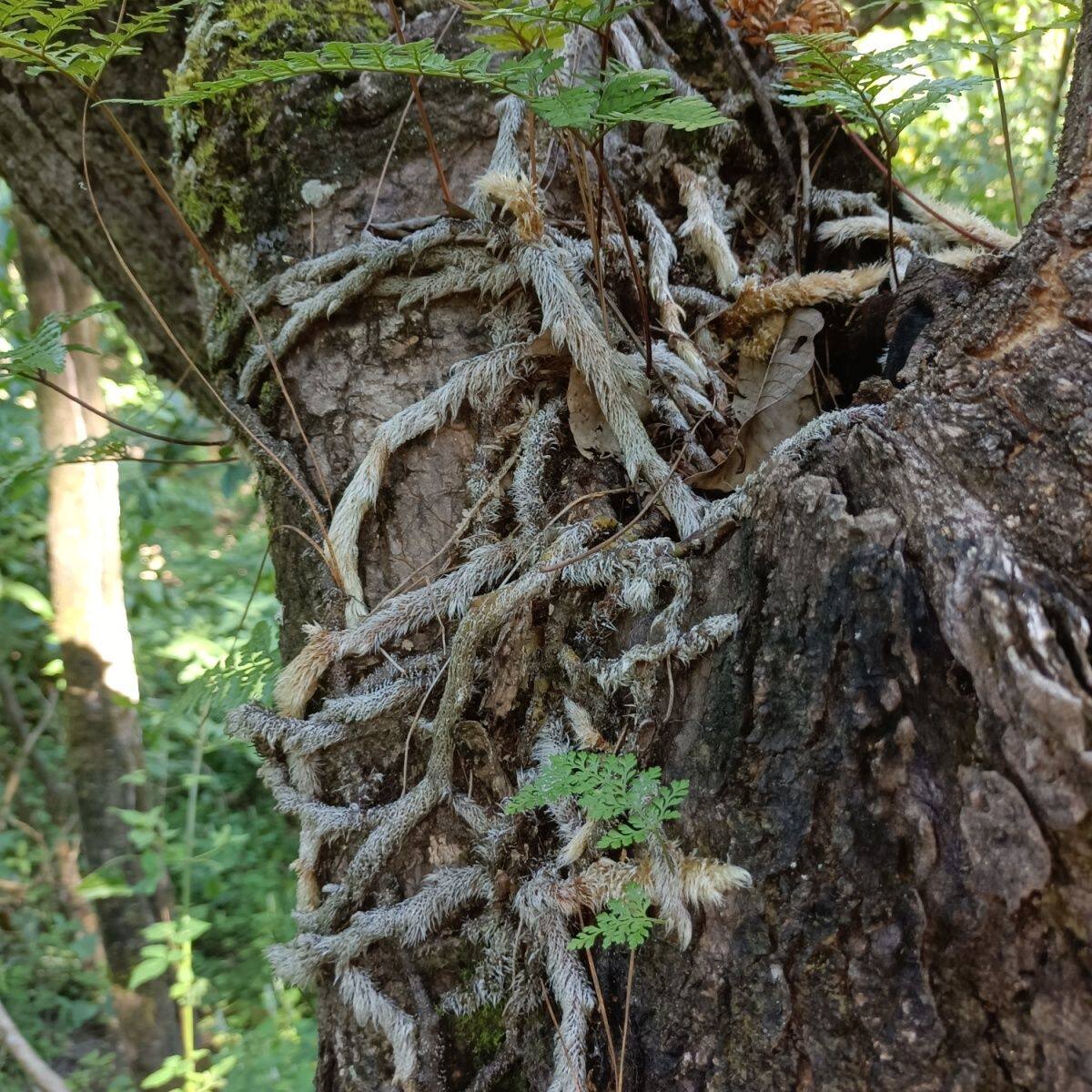 云南深山中药材白毛蛇上树蛇阴石蕨毛石蚕石白毛骨碎补新鲜