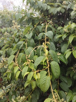 云南纯天然中药材雷公藤藤梨根中药盆栽苗新鲜当季现采现发包邮