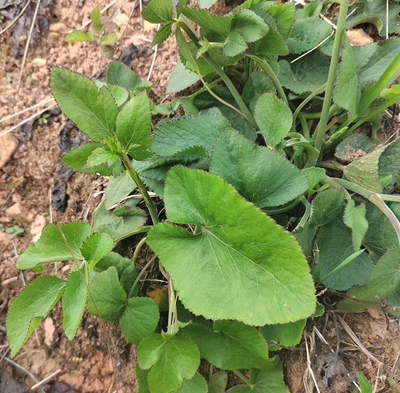 新鲜山当归青草杏叶茴芹鹅脚板杏叶防风羊膻草七百路通骚羊古