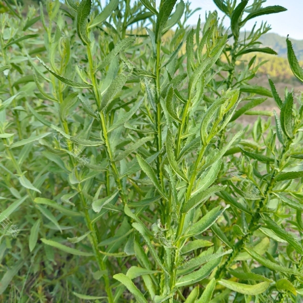 云南药材 臭灵丹 臭铃铛  狮子草臭叶子山林丹无硫 精选全店包邮