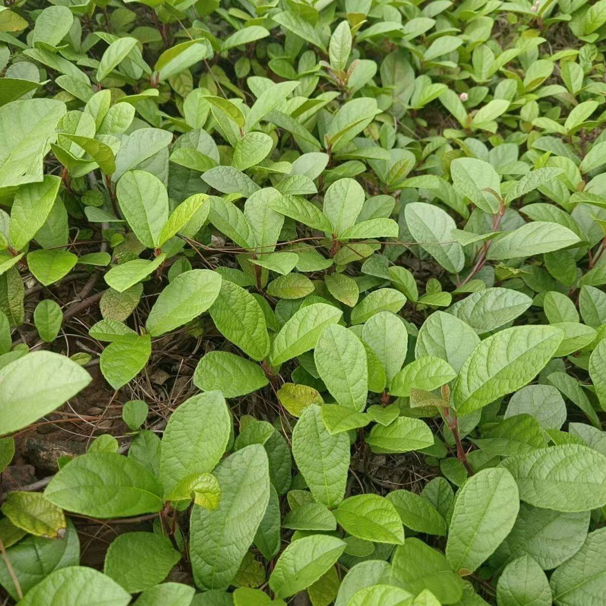 云南地瓜藤地板藤野生通络中药材纯天然防沙化绿化地瓜藤种苗