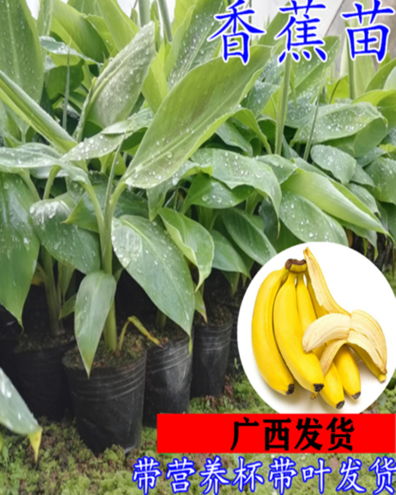 带土香蕉树南方种植矮化香蕉苗