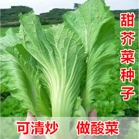 【原厂包装】蔬菜种子四季包心大芥菜四川酸菜鱼大叶青菜芥菜种子