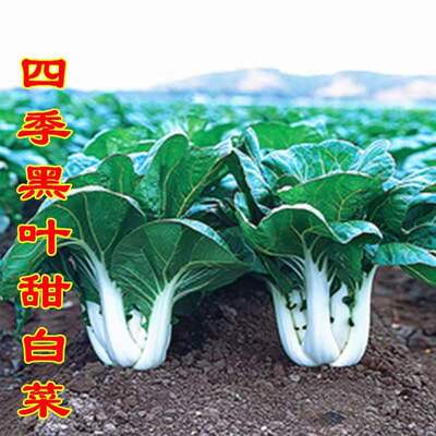 黑叶蔬菜黑叶白四季甜脆