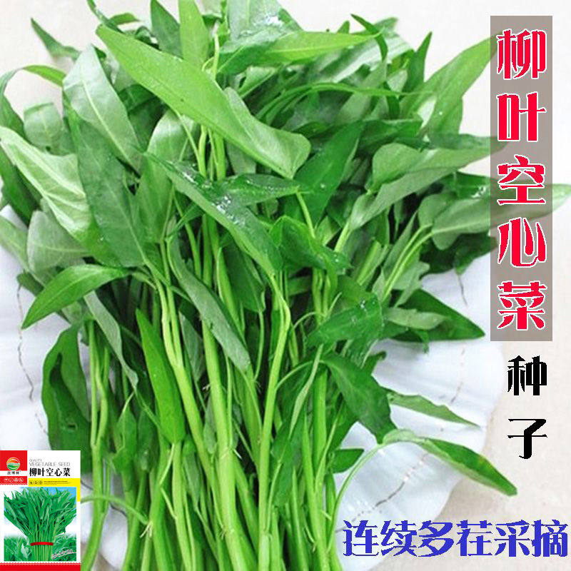 空心菜种子夏季阳台盆栽蔬菜种籽家庭园艺种子