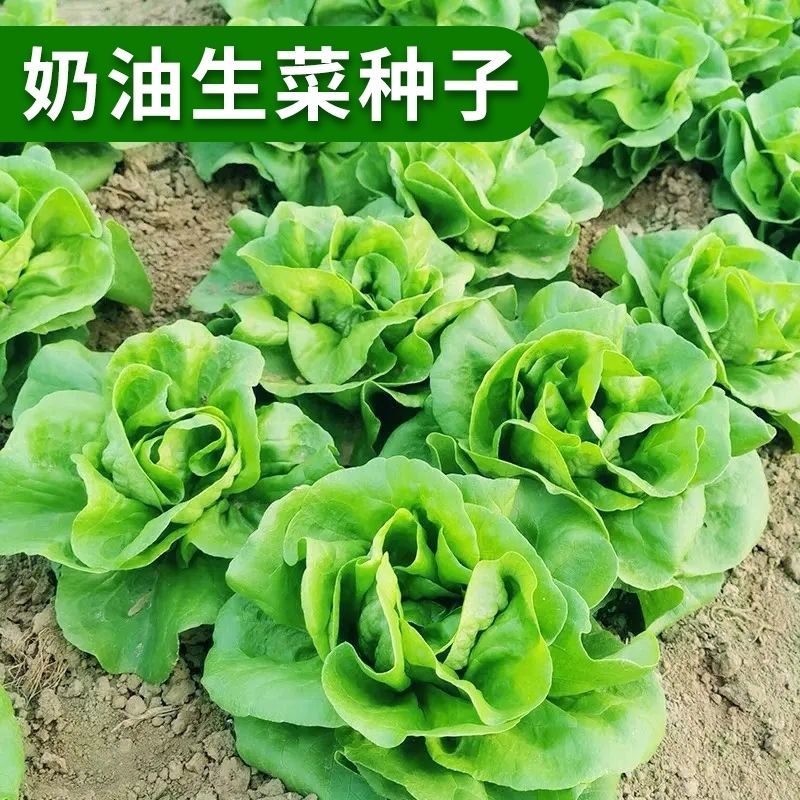 四季奶油生菜种子可生吃阳台专用夏季蔬菜种籽农家盆栽耐热籽