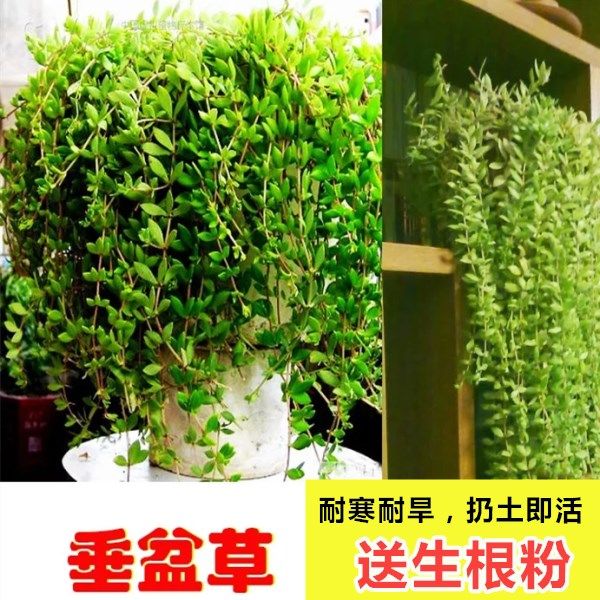 正宗垂盆草花苗可食用吊兰垂盆草阳台盆栽花卉绿植四季常青