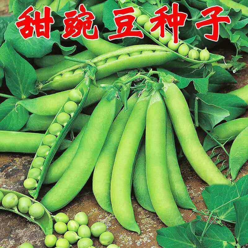 豌豆种籽四季甜豌豆种长寿仁高产甜豆种子台湾长寿豆蔬菜种孑豆种