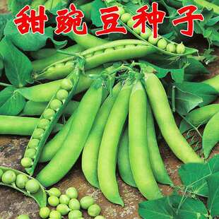 豌豆种籽四季甜豌豆种长寿仁高产甜豆种子台湾长寿豆蔬菜种孑豆种