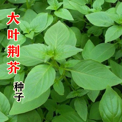 大叶小叶荆芥苋菜种籽苋菜籽汉菜春季河南青菜种籽蔬菜种子四季