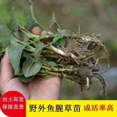 湖南正宗本地鱼腥草可食用折耳根种根苗鱼腥草苗种植庭院阳台