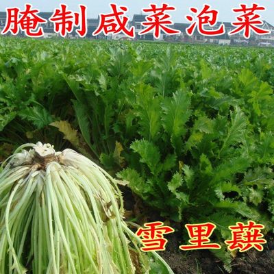 农家蔬菜秋季种植雪里蕻