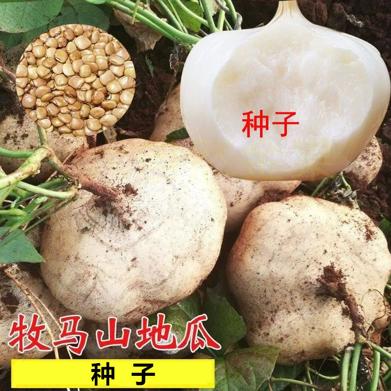 牧马山凉薯种子种籽孑水果地瓜大白瓤香甜早熟苗秧种植沙葛土瓜
