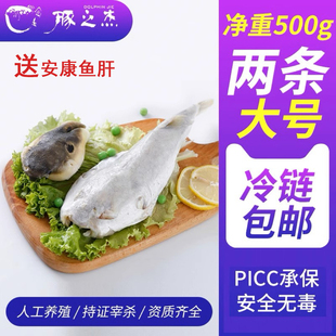 豚之杰河豚鱼食用已处理 淡水养殖河豚生鲜宰杀前650g 包邮