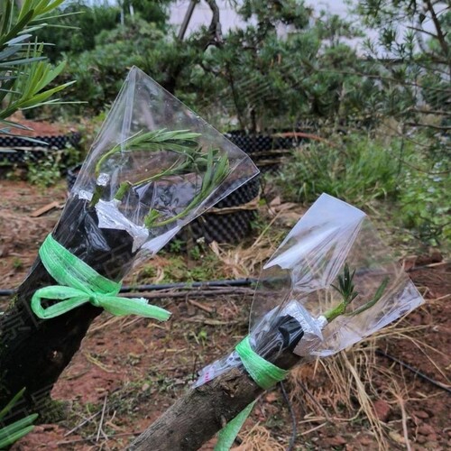 高透明高硬度/风吹不倒雨压不倒/嫁接套袋嫁接膜保湿袋果树嫁接