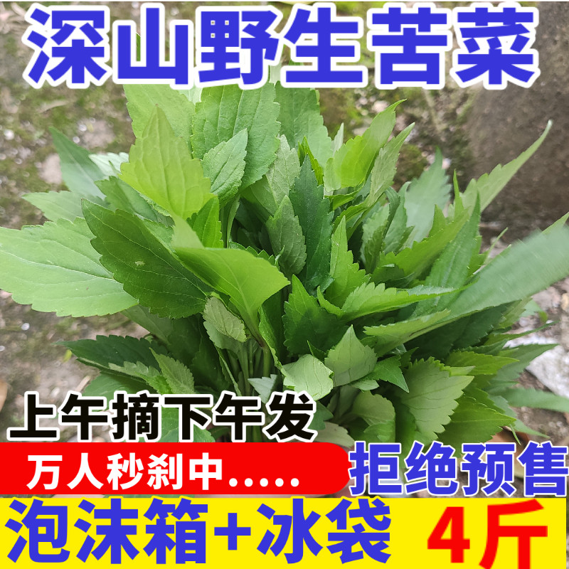 野生苦菜新鲜福建苦斋菜苦婆菜败酱草苦丁菜现摘现发野菜4斤包邮