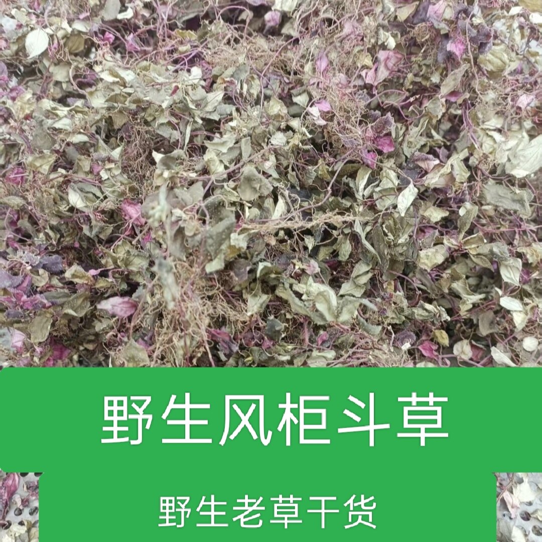 正宗福建野生风柜斗草小叶干品养肝风鼓草风谷草风骨草楮头红125g