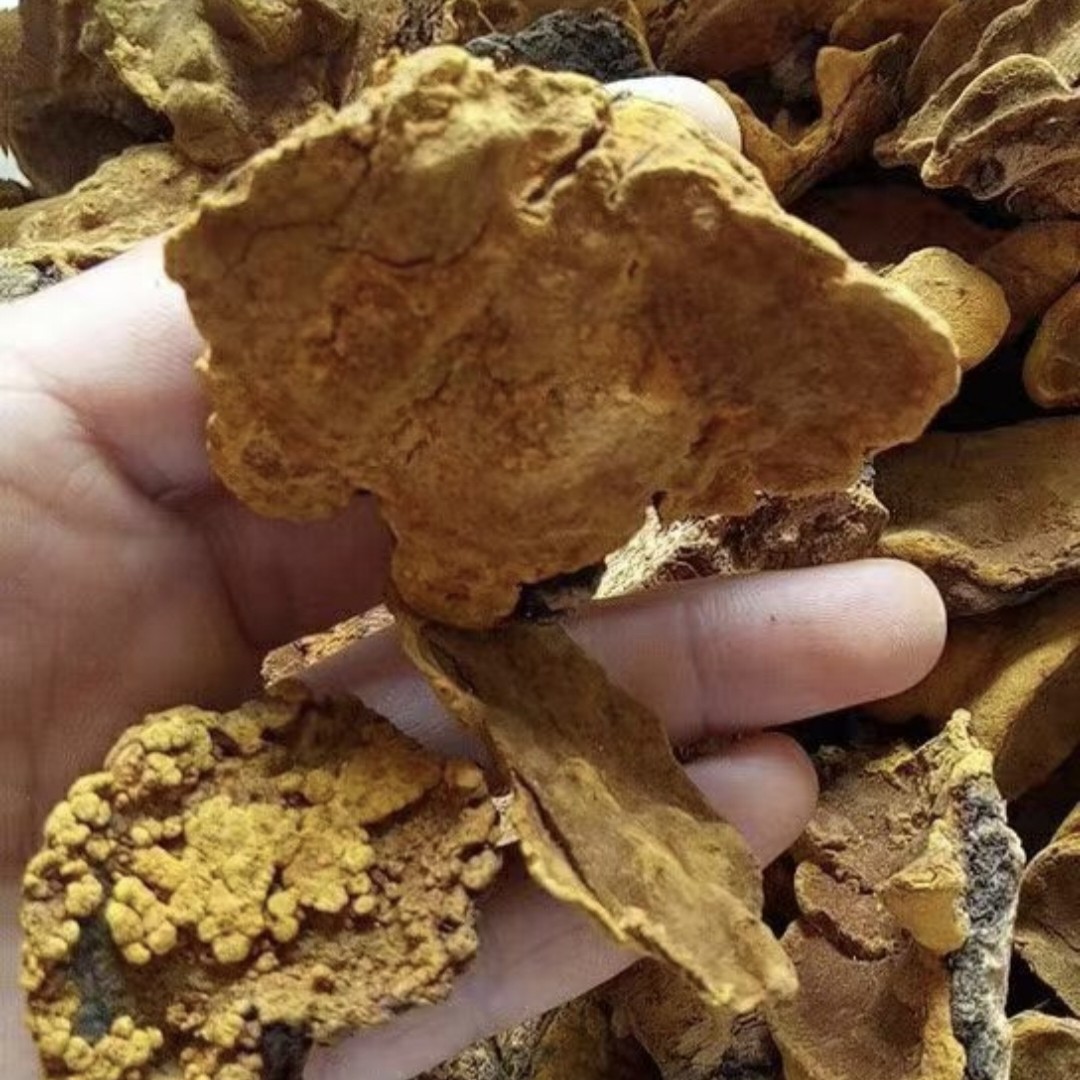 野生桑黄杨树桑黄 桑黄灵芝 金边桑黄250g