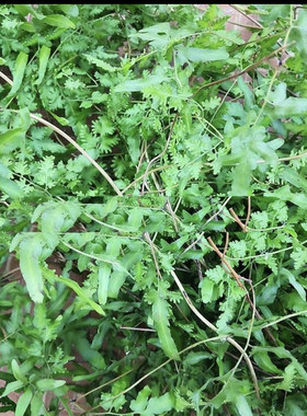 新鲜干货野生海金沙正品结石通茶化石草野生海金沙藤粉