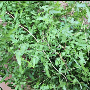 新鲜干货野生海金沙正品结石通茶化石草野生海金沙藤粉