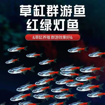 红绿灯鱼热带群游观赏鱼宝莲灯鱼