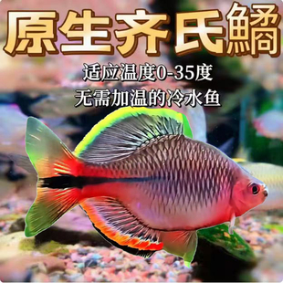 广齐鳑鲏观赏鱼小型原生冷水鱼群游溪流鱼齐氏鱊鳑鲏活体好养耐养