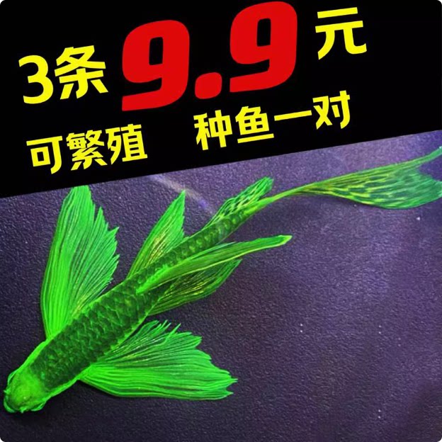 精选龙凤蝶翼斑马鱼淡水小型科灯鱼精品仙子翡翠绿蝶翼斑马观赏鱼