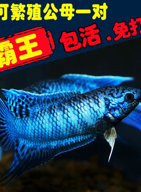 帝王无纹蓝国斗精品鱼苗蛇纹鱼蓝暴君改良小型鱼帝王蓝斗鱼观赏鱼