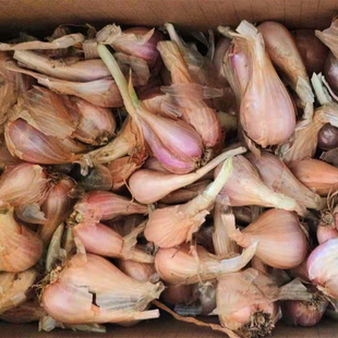 四川农家种新鲜红葱头炸油干火葱黄葱小香葱芽头植物熬油葱酥食用