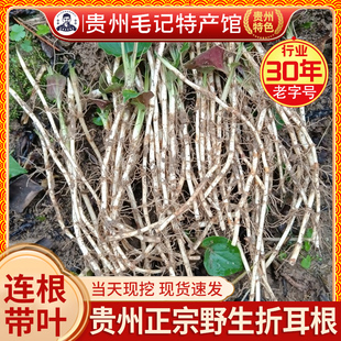 贵州折耳根带泥新鲜泽儿根凉拌下饭菜四川鱼腥草农家自种野菜