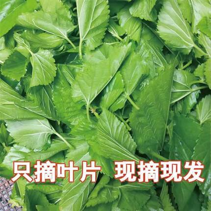 新鲜采摘蚕宝宝食用桑叶学生养蚕现摘大叶嫩桑叶大小蚕桑树叶饲料