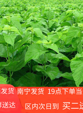 新鲜桑叶现摘春蚕宝宝食用