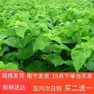 新鲜桑叶现摘春蚕宝宝吃的桑叶饲料养大小蚕食用食物500g1斤包邮