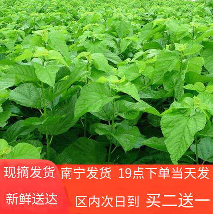新鲜桑叶现摘春蚕宝宝吃的桑叶饲料养大小蚕食用食物500g1斤包邮