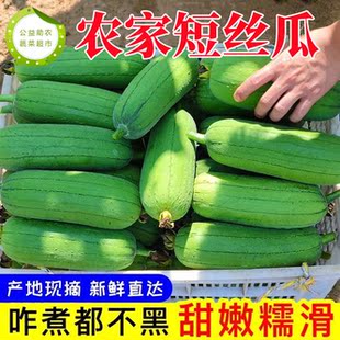 短棒肉丝瓜新鲜蔬菜3斤5斤福建奶油丝瓜孕妇现摘当季青菜包邮