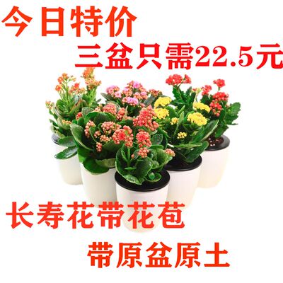 重瓣长寿花盆栽室内办公室桌面花卉年宵绿植植物四季开花 虎窝淘