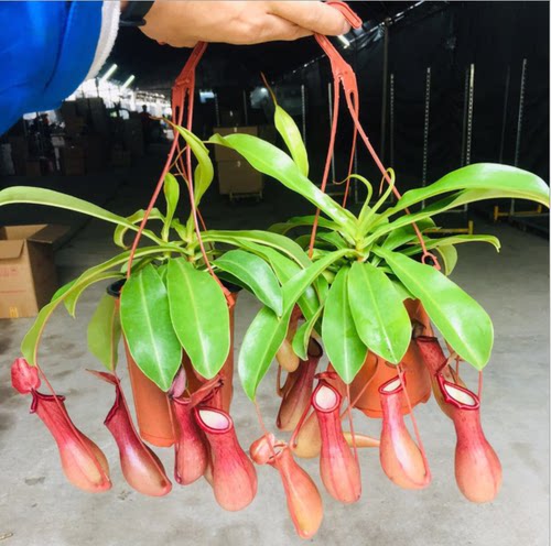 室内食虫植物盆栽垂吊猪笼草捕蝇草吊兰驱蚊绿植创意送礼趣味花卉 - 封面