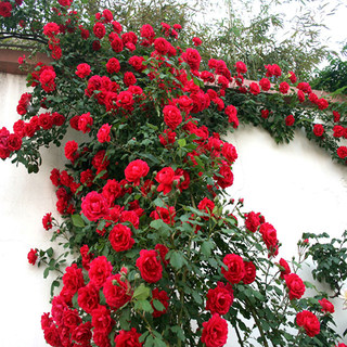 月季花苗欧月藤本盆栽蔷薇爬藤植物室内阳台庭院大花浓香花卉玫瑰