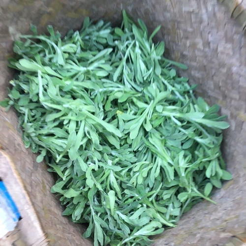 野生当季新鲜清明草现摘湖南清明草粑现摘做青团野生鼠曲草毛香草