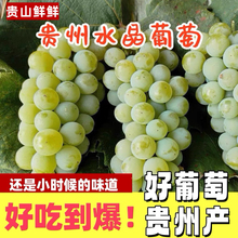 贵州特产正宗水晶葡萄农家自种葡萄香水葡萄新鲜当季水果整箱批发