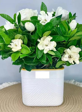 栀子花带花苞室内盆栽花卉四季开花浓香好养开花香网红款大盆植物