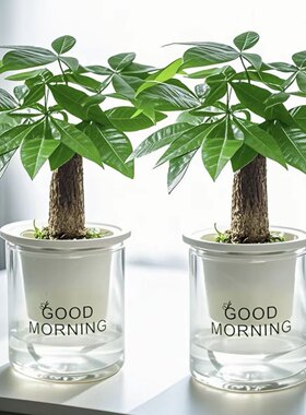 【买一送一】发财树室内桌面盆栽