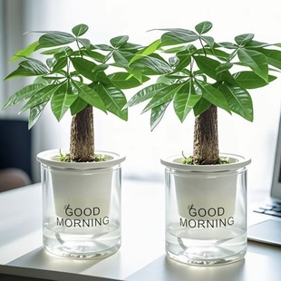 【买一送一】发财树室内小盆栽桌面绿植水培植物耐旱好养四季常绿