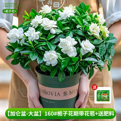 浓香大盆奶油栀子花新手绿植盆栽