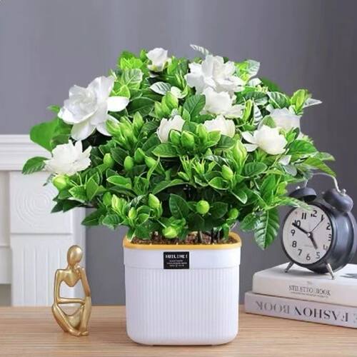 带盆【带花苞】栀子花盆栽