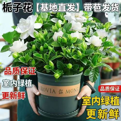 栀子花盆栽带花苞绿植