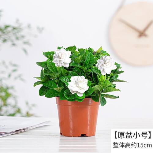 栀子花香水重瓣盆栽花卉四季绿植