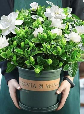 【特大盆栀子花】丛生香水重瓣盆栽大花卉植物室内带花苞四季好养