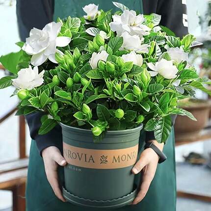 【特大盆栀子花】丛生香水重瓣盆栽大花卉植物室内带花苞四季好养