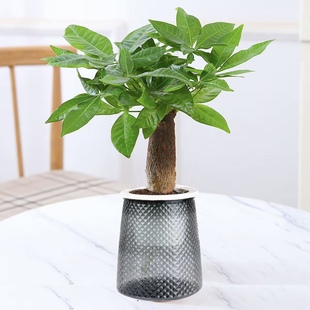 【发财树】八方来财单杆发财树室内盆栽陶瓷桌面绿植水培耐寒植物